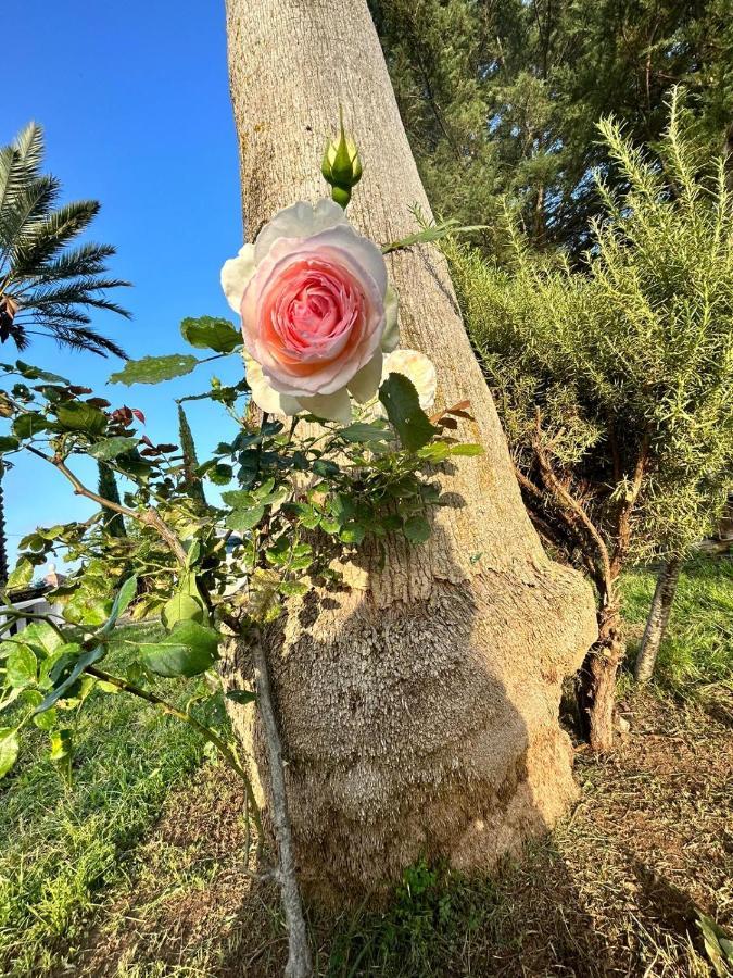 Bed and Breakfast La Finestra Sul Limone Castelvetrano Екстер'єр фото