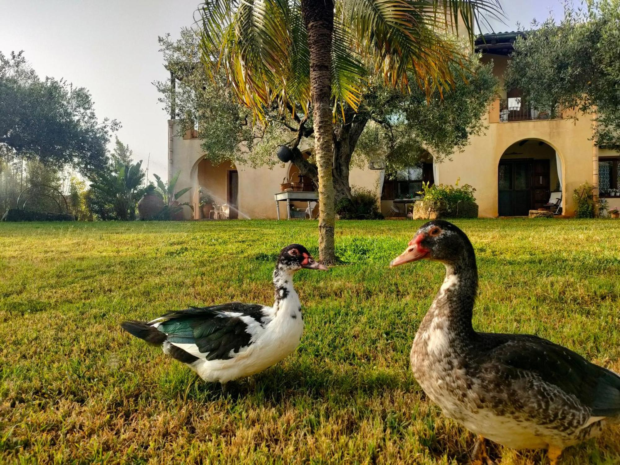 Bed and Breakfast La Finestra Sul Limone Castelvetrano Екстер'єр фото